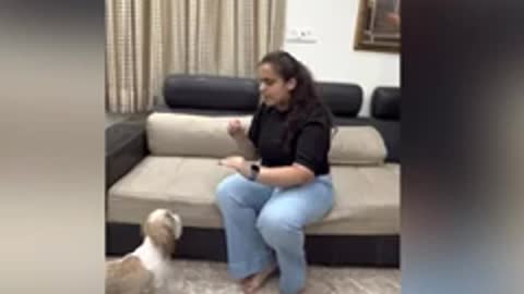 | Train your dog how to speak*,* #dogs #reels #training #doglovers #youtube