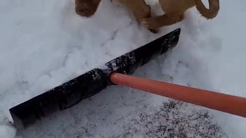 1958# Shoveling Snow with a puppy