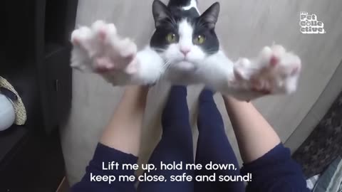 🚨 Stop, Drop, Cuddle! | CUTEST Cats, Dogs and Pets 😍