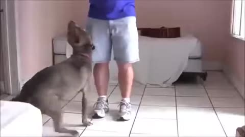 Learn how to train dog