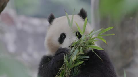 Giant Pandas Bao Li and Qing Bao coming to the Smithsonian National Zoo