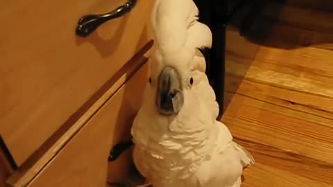 umbrella cockatoo going mad in kitchen floor.but a happy bird