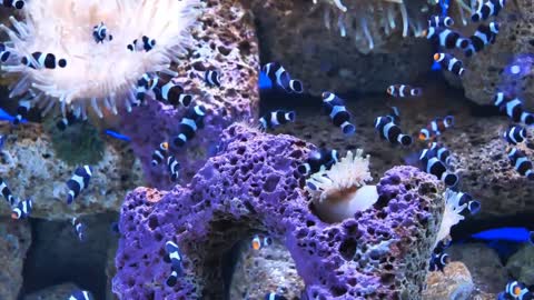 Life under water _ Nature's Beauty _ Fishes Under sea _ Underwater footage _ Rare Fishes Footage __
