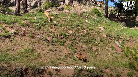 Wild Fox Comes To Hear This Guy Play Banjo Every Day | The Dodo Wild Hearts