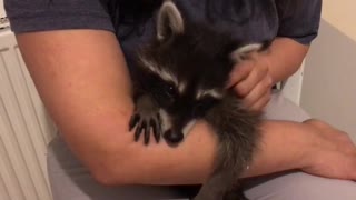Baby Raccoon purring while sucking my arm