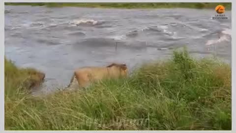 शेर नदी पार करते हुए