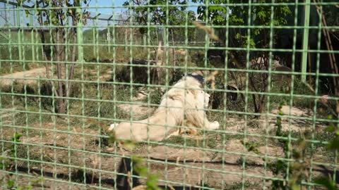 Beautiful lion is resting at the zoo