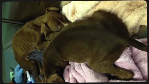 Abused, sick and starving puppies make full recovery