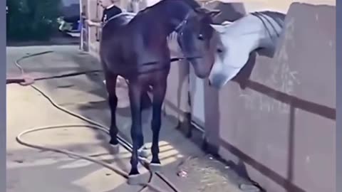 Funny Horse Kicking All