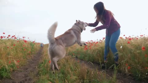 Young woman playing with siberian husky dog in poppy field🥰🥰