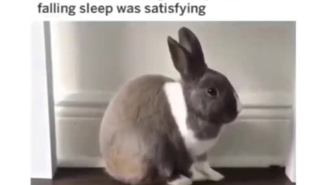 Satisfying Bunny