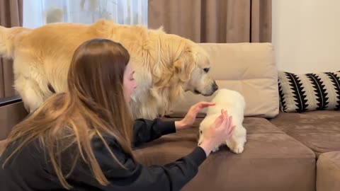 Golden Retriever Meets Golden Retriever Puppy for the First Time