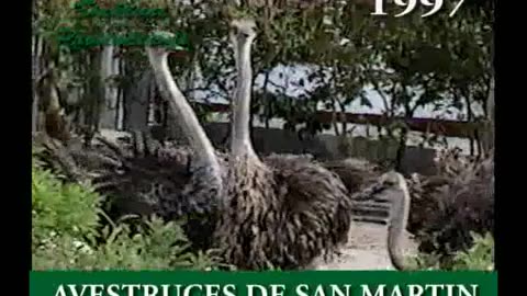 1997 M04 Viaje a San Martín - Avestruces en la isla de San Martin