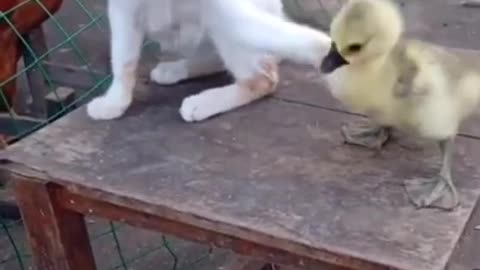 Funny cat and little duck