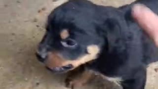 Do not do this with your pet! (Pup of Rottweiler)