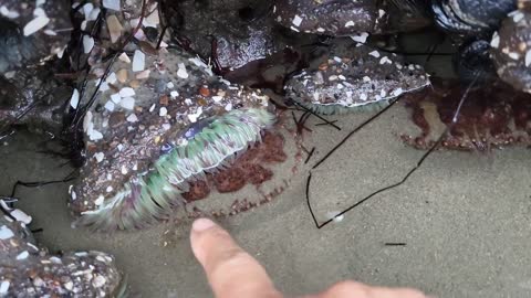 Angry crabs 🦀 tide pools fighting