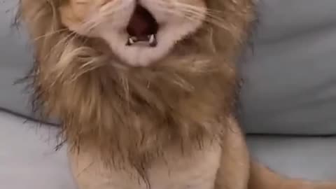 My Lion Cat