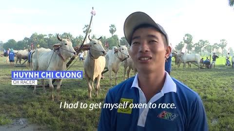 Vietnam oxen race in muddy Khmer festival | AFP