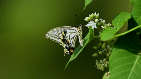 beauty of nature