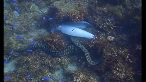 moray eel attacking a squid 😱