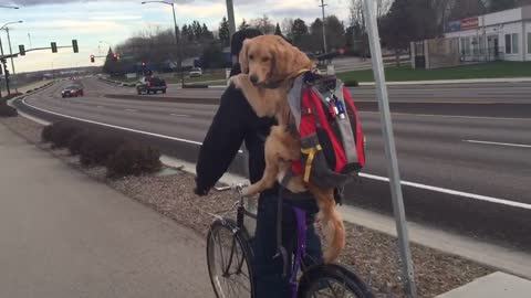 When Your Pup Needs a Ride Home