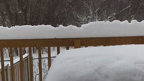 squirrel eating under snow