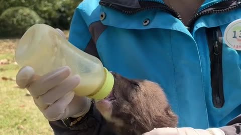 Little Bear Drinks Milk