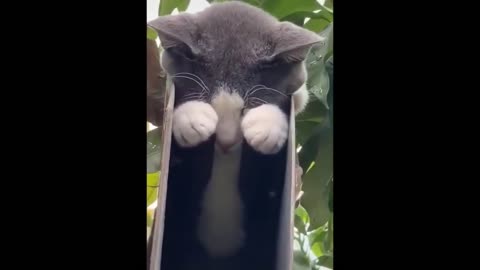 Unbelievable!!! #303 Funny Cat Videos Try Not To Laugh