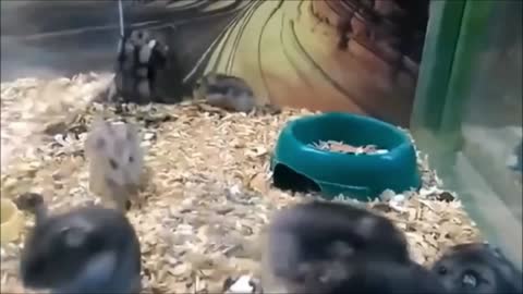 funny hamsters