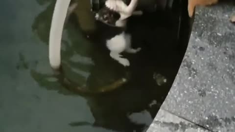 Dog Helps Cat Out of A Fountain While Human Records