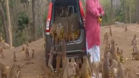 Monkey - Lover , Kind Man Feeding Food to Monkey