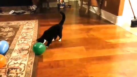 Funny Cats vs Balloons Compilation