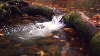 Brook creek water flowing through an old log during the fall