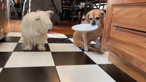 Paralyzed puggle demonstrates amazing trick to clean plate