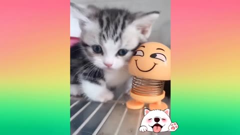 Adorable Cats & Dogs