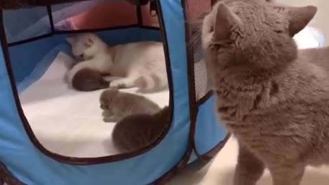 The love between mother cat and father cat gave birth to three lovely kittens.