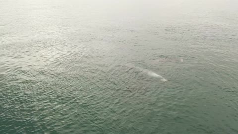 Narwhals Swimming in Arctic Ocean