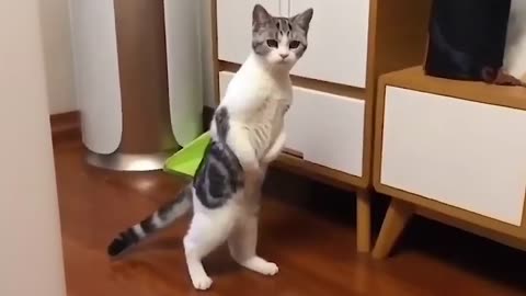 The funniest and most humorous cat video ever funny cat video