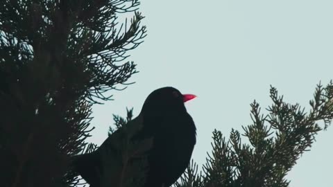 Beautiful Bird in Tree