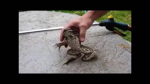 11 Minutes Of Screaming Frogs Compliation| 11 minutos de compilação de sapos gritando