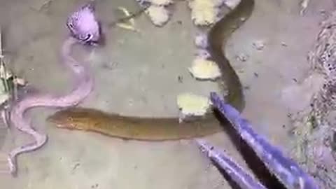 Asian Eel Catching Video 🐟