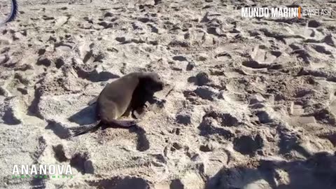 South American Fur Seal Badly Injured By Plastic Sheet Stuck Over Its Head Is Released