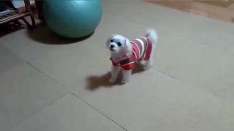 Cute dog