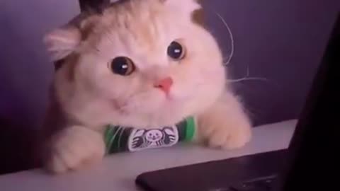 Cute Cats is watching laptop