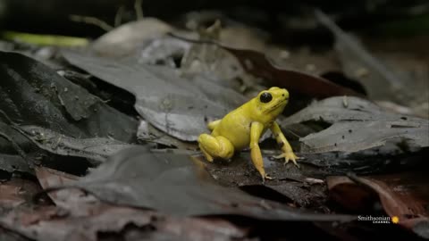 This Is Why You Should Never Be Alone In the Amazon