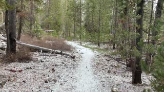 Lovely Lodgepole Pines in the Snow – Central Oregon – Edison Sno-Park