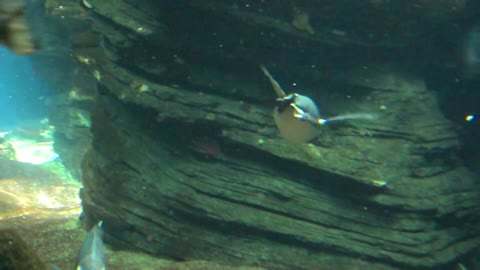 Penguins are frolicking underwater!