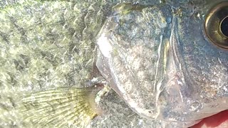 Black crappie