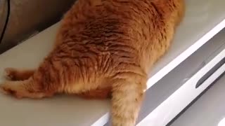 What a big orange cat