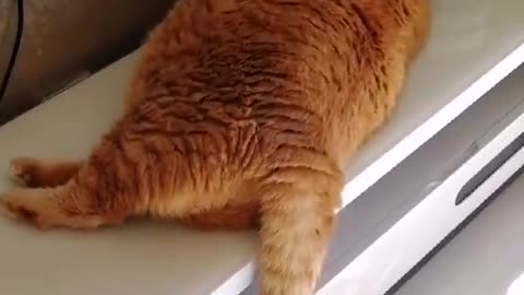 What a big orange cat